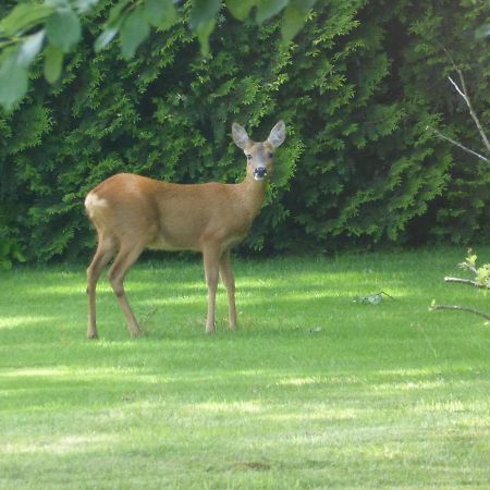 Vakantie Op De Veluwe Villa Lunteren Bagian luar foto